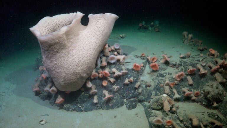 sponges and anemones